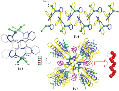 Ball-and-stick view of (a) the coordination environment of Hg2+ ions in 1; (b) the infinite 1D zigzag Hg chain; (c) the 1D helical water chain arranged in a interlaced fashion in parallel with the Hg chain.
