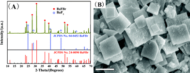 XRD pattern (A) and SEM image of sample S1. The standard data for cubic BaF2 (JPCDS Card No. 04-0452) and BaFBr (JPCDS Card No.24-0090) are also shown in the figure for comparison.