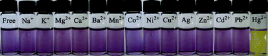 Color changes of BDPA-TXT towards various metal ions.