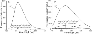 (a) Fluorescence spectra of chemodosimeter DP-TXT towards various metal ions in CH3CN–H2O (5 : 5, v/v). [DP-TXT] = 1.0 × 10−5 M, [Hg2+] = 3.0 × 10−5 M, [Mn+] = 1.0 × 10−4 M. (b) Fluorescence spectra of chemodosimeter BDPA-TXT towards various metal ions in DMSO–H2O (9 : 1, v/v). [BDPA-TXT] = 1.0 × 10−5 M, [Hg2+] = 4.0 × 10−5 M, [Mn+] = 1.0 × 10−4 M.