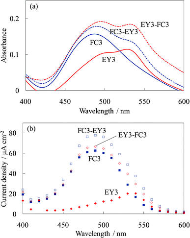 Visible (a) absorption and (b) photocurrent spectra of the steam-treated dye-titania electrodes, WE-FC3, WE-EY3, WE-FC3-EY3, and WE-EY3-FC3.