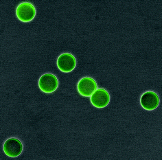 SuperAvidin Microspheres after exposure to FLAB, composite image obtained from DXM1200 digital camera coupled to a Nikon Eclipse TE2000-E microscope. A Nikon GFP blue-green filter cube was used for epifluorescence imaging, with lambda excitation 460-500 nm, emission 510-560 nm and dichroic 505 nm.