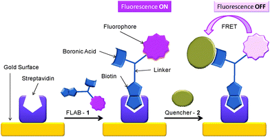 Schematic of surface attachment of FLAB (1) to gold and its exposure to 2, resulting in fluorescence loss.