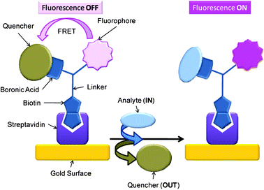 Schematic of quencher appended FLAB 3 attached to a support via biotin-avidin binding. Quencher bound to boronic acid inhibits fluorophore's emission, upon displacement of quencher with analyte (carbohydrate) fluorescence is recovered.