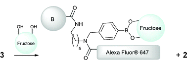 Quencher elimination upon addition of fructose to 3.