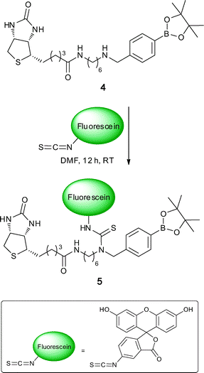 Synthesis of Fluorescein FLAB.
