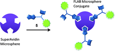 Generic scheme for microsphere-FLAB conjugation.