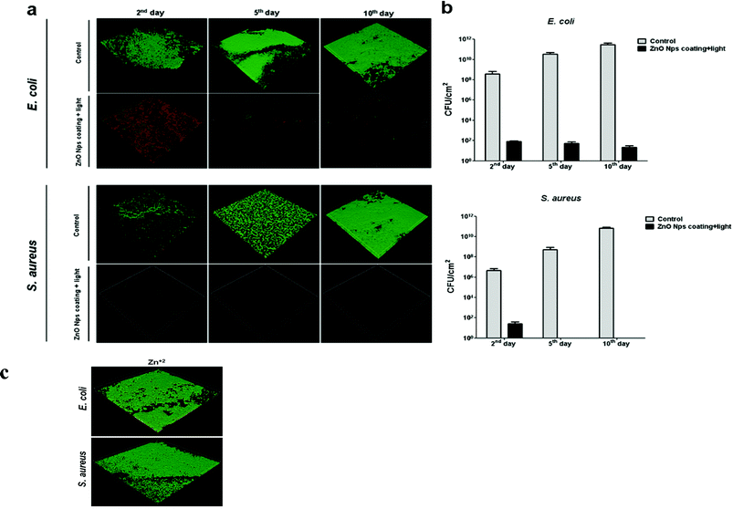 Antibiofilm activity of ZnO NP coating on glass surfaces. a) CLSM images showing results from bacteria (E. coli and S. aureus) viability stains; the green and red stains respectively indicate living bacteria and membrane-compromised bacteria. Images obtained by confocal laser scanning microscopy represent the general trend seen in three independent experiments. b) Viable count of the biofilm cells. Control refers to the biofilm development on uncoated surfaces. Data represent the mean values of three independent experiments conducted in triplicate. c) Effect of Zn+2 on biofilm development. E. coli and S. aureus grown for 10 days in flow cells on glass surfaces (experimental setup and growth conditions described in the Methods section) with Zn+2 (50 mg L−1). Green and red staining represents live and dead bacterial cells, respectively.