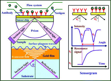 Schematic view of the surface plasmon resonance immunoassay technique. (From ref. 23, with permission. Copyright © 2007 Elsevier Science B. V.).