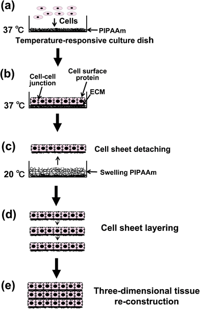 Schematic illustrations of the fabrication of a cell-dense three-dimensional tissue by cell sheet layering. By lowering the temperature; cultured cells on a poly(N-isoproplyacrylamide) (PIPAAm)-grafted temperature-responsive culture dish are harvested as a contiguous cell sheet, preserving cell–cell junctions, cell surface proteins, and the extracellular matrix (ECM).