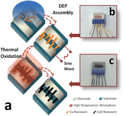 (a) A diagram of sensor chip fabrication procedure; (b) top view of sensor chip before oxidation; (c) top view of same sensor chip after oxidation