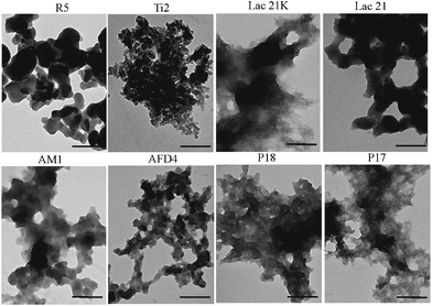 TEM images of titania formation by different peptides. Scale bars are 200 nm.