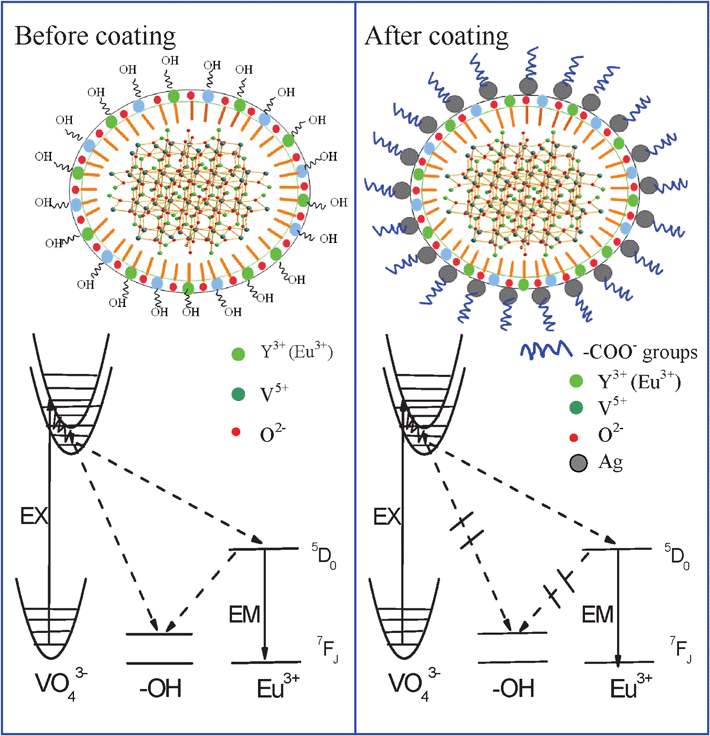 Schematic illustration of ET and PL and luminescent enhancement processes of YVO4:Eu3+ NPs and YVO4:Eu3+@ Ag hybrids.