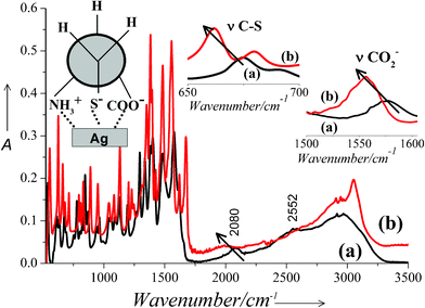 FTIR spectra of (a) pure cysteine powder and (b) cysteine capped Ag-nps. Insets: Magnified region of the spectra showing νC-S and νCO2− vibrations.