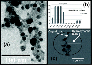 (a) TEM image of the sample C, (b) bar diagram showing a narrow particle size distribution and (c) estimated hydrodynamic diameter comprising of the nanoparticles and the organic caps.