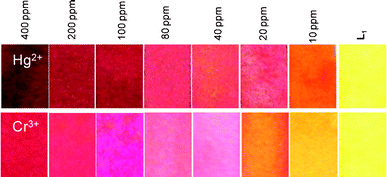 The variation in the colour of the test strip for L1 after dipping in aqueous solutions with varying concentrations of Hg2+ and Cr3+. A solution of L1 with a concentration of 0.002 M was used to develop the strip.