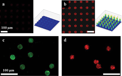 Confocal microscope images of rhodamine 6G labeled (a) 2D and (b) 3D holographically-defined microarrays on the substrate. The graphs show the fluorescence intensity distribution of the microarrays. Confocal microscope images of (c) amine functionalized microparticles with internal woodpile structure bound with FITC-labeled anti-chicken IgG, (d) after hybridization of complementary TRITC-labeled anti-goat IgG.
