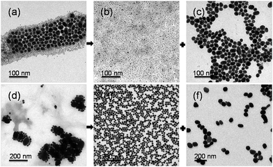Representative TEM images of zwitterion-modified binary Au NP mixtures before and after size-selective separation: (a) 4/16 nm binary Au NP mixtures and separated (b) 4 and (c) 16 nm Au NPs; (d) 16/70 nm binary Au NP mixtures and separated (e) 16 and (f) 70 nm Au NPs.