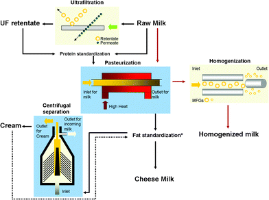 A schematic diagram illustrating a typical milk manufacturing process with the main operational units of ultrafiltration, pasteurization, homogenization and centrifugal separation. Raw milk is the main input and the products examined in this study from the various operational units are UF retentate, cheese milk (the standardized milk used for the large scale manufacture of cheese such as Cheddar), pasteurized and homogenized milk and cream. The dashed arrow indicates that cream is either added or removed from pasteurized milk depending on the required final fat composition of the cheese milk.