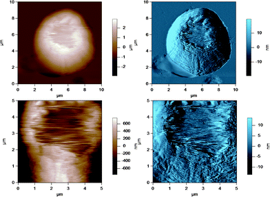 AC mode AFM amplitude image of a raw milk fat globule showing a damaged MFGM at the apex of the globule. The lower images show a region of the MFG in the top image at a smaller scan size or higher resolution.