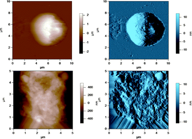 AC mode AFM images for raw milk fat globules in SMUF. The brown image (left) is the height image while the blue image (right) is the amplitude image. The lower images show a region of the MFG in the top image at a smaller scan size or higher resolution.