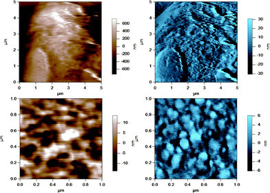 AC mode AFM images for raw UF retentate milk fat globules in SMUF. The brown image (left) is the height image while the blue image (right) is the amplitude image. The lower images show a region of the MFG in the top image at a smaller scan size or higher resolution.