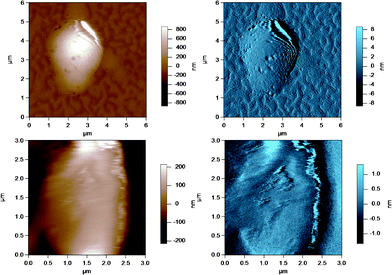 AC mode AFM images for pasteurized and homogenized milk fat globules in SMUF. The brown image (left) is the height image while the blue image (right) is the amplitude image. The lower images show a region of the MFG in the top image at a smaller scan size or higher resolution.