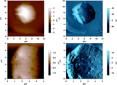 AC mode AFM images for cream milk fat globules in SMUF. The brown image (left) is the height image while the blue image (right) is the amplitude image. The lower images show a region of the MFG in the top image at a smaller scan size or higher resolution.