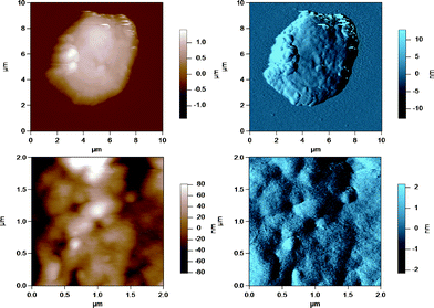 AC mode AFM images for cheese milk fat globules in SMUF. The brown image (left) is the height image while the blue image (right) is the amplitude image. The lower images show a region of the MFG in the top image at a smaller scan size or higher resolution.
