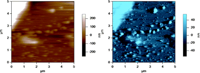 AC mode AFM image of casein micelles in a homogenized milk sample adsorbed to the glass disk. The top left hand corner of the image shows a homogenized MFG, which is much larger in size compared to the casein micelles. The brown image (left) is the height image while the blue image (right) is the amplitude image.