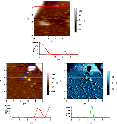 AC mode AFM images of casein micelles in a homogenized milk sample adsorbed to the glass disk. The height versus distance graphs below the images show the cross section of the images at the position indicated by the horizontal lines across the images. Selected casein micelles or MFG fragments are highlighted inside the blue circles in the images. The top height AFM image is identical to that in Fig. 8. The bottom images are the height (in brown) and amplitude (in blue) of a different AFM scan of casein micelle like structures. The red and the green lines correspond to the red and green height profiles, respectively, shown directly below the images.