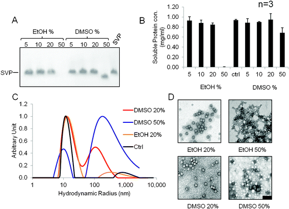 Stability of IBD-SVPs in ethanol–water and DMSO–water mixtures determined by NAGE (A), A280 spectroscopy (B), DLS (C) and TEM (D). Particles were dissolved in 5, 10, 20 and 50% (v/v) ethanol–water and DMSO–water, respectively. After 24 h the samples centrifuged at 13 000 × g for 20 min and the supernatant was analyzed. All the protein precipitated in 50% ethanol so in this case the pellet was used for TEM. Scale bar = 100 nm. As a control (ctrl), SVPs were dissolved to the same concentration in PBS. Data shown in panel B are derived from three independent experiments; error bars show standard deviations.