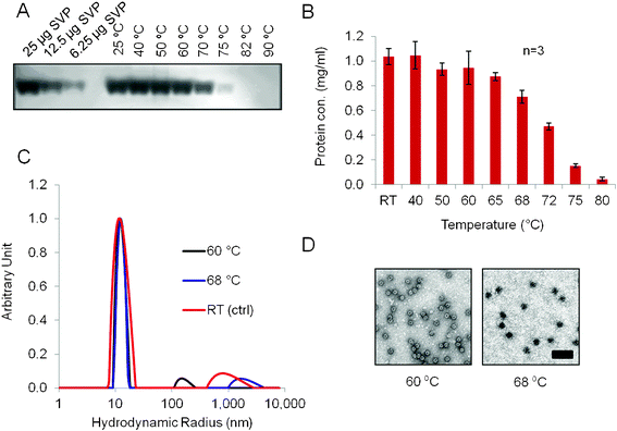 Stability of IBD-SVPs at different temperatures determined by NAGE (A), A280 spectroscopy (B), DLS (C) and TEM (D). SVPs were dissolved in PBS to a final concentration of 1 mg ml−1 and incubated for 1 h at 40, 50, 60, 65, 68, 72, 75 and 80 °C in a gradient thermocycler. The samples were then cooled on ice, centrifuged at 13 000 × g for 20 min at 4 °C, and the supernatant was used for analysis. Scale bar = 100 nm. SVPs incubated at room temperature were used as the control. Data shown in panel B are derived from three independent experiments; error bars show standard deviations.