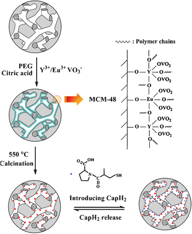 The experimental process for the luminescence functionalization of spherical MCM-48 by YVO4:Eu3+, and the subsequent loading and release of captopril.