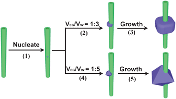 The formation of single crystalline Co3O4 particles strung with MWCNTs. Co3O4 particles first nucleate on the surface of MWCNTs (1). They subsequently grow around the MWCNTs (2) in a mixed solvent of EG and water (1 : 3), and finally form single crystalline plum-like particles around the MWCNTs (3). The growth of Co3O4 particles (4) in a mixed solvent of EG and water (1 : 5) yields octahedral single crystals around MWCNTs (5).