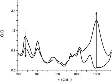 IR spectra recorded during the photopolymerization of (3,4-epoxycyclohexane)methyl 3,4-epoxycyclohexylcarboxylate in the presence of Ru(phenanthroline)32+/TTMSS/Ph2I+ (0.2%/3%/2% w/w). Sunlight irradiation (5 min).