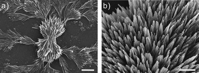 
          FE-SEM micrographs of aggregated nanotube bundles at pH 7: (a) formation of a fractal pattern. The scale bar is 5 μm. (b) Aggregation of tightly packed nanotube units. The scale bar is 1 μm.