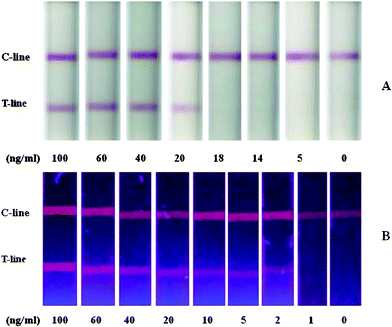 A Sensitive Lateral Flow Test Strip Based On Silica Nanoparticle CdTe Quantum Dot Composite