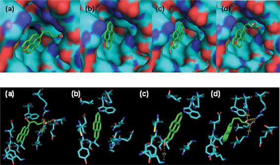 Models of complexes generated using the Ligand Fit docking program. (a) HSA–OPBA; (b) HSA–pyrene; (c) HSA–PyCHO; (d) HSA–PBA. Green dashed lines indicate hydrogen bonds.