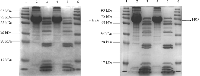 SDS-PAGE analysis. (Left) Lane 1: Protein marker; Lane 2: BSA+OPBA+Cu2+; Lane 3: BSA+OPBA+Cu2++trypsin; Lane 4: BSA+Pyrene+Cu2+; Lane 5: BSA+Pyrene+Cu2++trypsin; Lane 6: Protein marker. (Right) Lane 1: Protein marker; Lane 2: HSA+OPBA+Cu2+; Lane 3: HSA+OPBA+Cu2++trypsin; Lane 4: HSA+Pyrene+Cu2+; Lane 5: HSA+Pyrene+Cu2++trypsin; Lane 6: Protein marker.