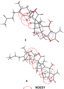 Key NOESY correlations of 3 and 4.