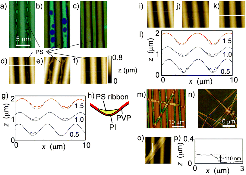 Morphologies of phase-separated polymers spin coated from binary solution on microwrinkles. Optical images of PS/PVP-coated samples with (a) 0.5, (b) 1.0, and (c) 1.5 wt% THF solution. (d)–(f) Corresponding AFM images (102 μm2). (g) Corresponding cross sectional profiles, indicated by white lines in (d)–(f). The profiles of the bare groove surface are a visual guide. (h) A schematic for the cross section of the state with PS ribbons on the PVP underlayer shown in (c) and (f). (i)–(k) Corresponding AFM images (102 μm2) of the samples after a selective rinse using cyclohexane that removes PS parts. (l) Corresponding cross sectional profiles of samples with PS removed, indicated by white lines in (i)–(k). (m) Optical images of the sample shown in (c) and (f) after a selective rinse using ethanol, and (n) the peeled PS ribbons transferred onto a slide glass. (o) An AFM image and (p) the profile corresponding to the sample shown in (m). The vertical white line in (o) indicates the position of the profile shown in (p).