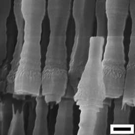 AAO tubes with a unique fusiform microstructural morphology fabricated via a constant-current anodization process in an ethanol modified oxalic acid electrolyte (ethanol : 0.3 M oxalic acid = 1 : 2 v/v, −10 °C) with a constant ia (500 A m−2) and a fluctuating ie. Scale bar = 300 nm.