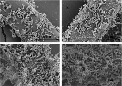 
          Scanning electron micrographs of surface modified ACFs after bacterial immobilization: (a), ACFs-0; (b), ACFs-2; (c), ACFs-4; (d), ACFs-6.