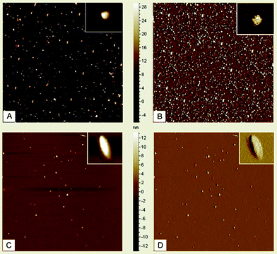 A and B show AFM images of IONPs; C and D show AFM images of 5-FU tagged IONPs. Inset pictures show enlarged views of IONPs and 5-FU tagged IONPs.