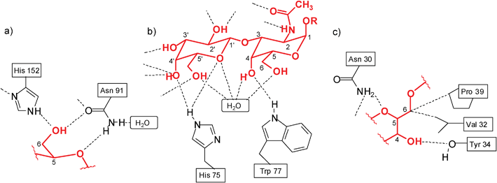 Examples of hydrogen bonds in the complexes of galactose-binding protein with d-glucose (a)4c and Amaranthus caudatus agglutinin with Galβ3GalNAc (b).4a Examples of hydrogen bonds and van der Waals contacts in the complex of Galanthus nivalis agglutinin with Manα3(Manα6)Man (c).4a,4f