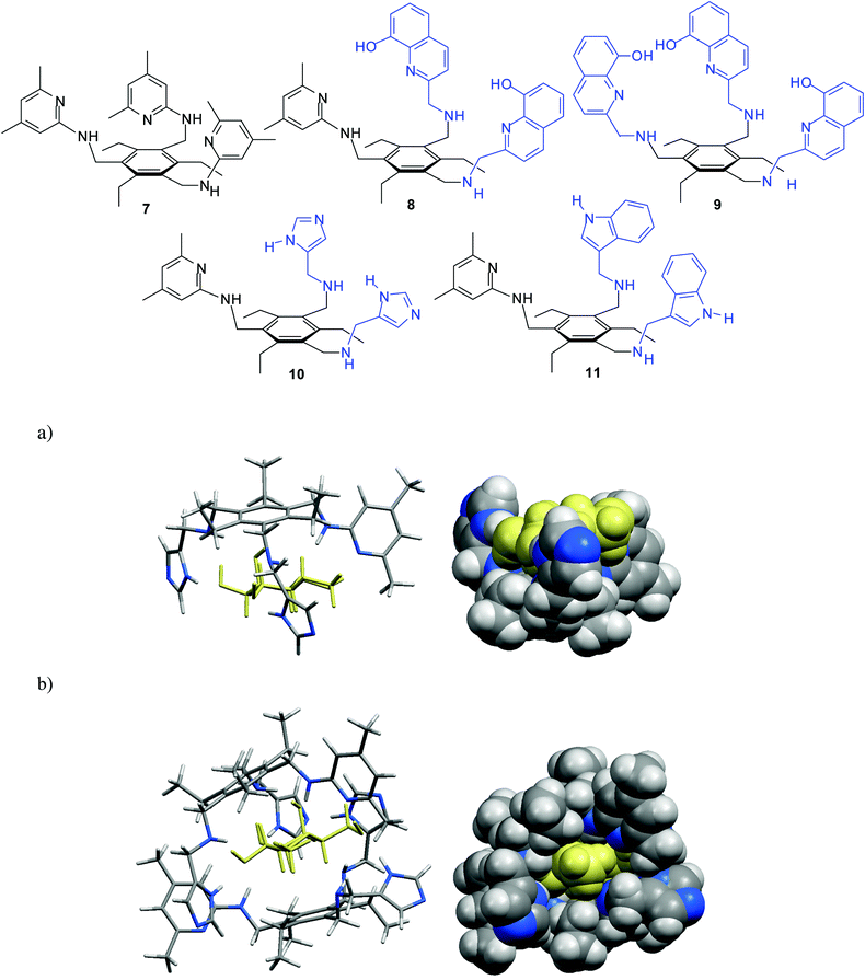 Energy-minimized structure of the 1 : 1 (a) and 2 : 1 complex (b) formed between imidazole/aminopyridine-based receptor 10 and β-galactoside 5b (different representations). MacroModel V.8.5, OPLS-AA force field, MCMM, 50 000 steps. Color code: receptor C, grey; receptor N, blue; sugar molecule, yellow.6g