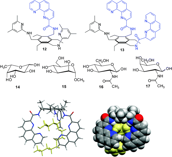 Energy-minimized structure of the 1 : 1 complex formed between receptor 13 and octyl α-d-glucopyranoside (4a) (MacroModel V.8.5, OPLS-AA force field, MCMM, 50 000 steps). Color code: receptor C, grey; O, red; N, blue; the sugar molecule is highlighted in yellow.6h