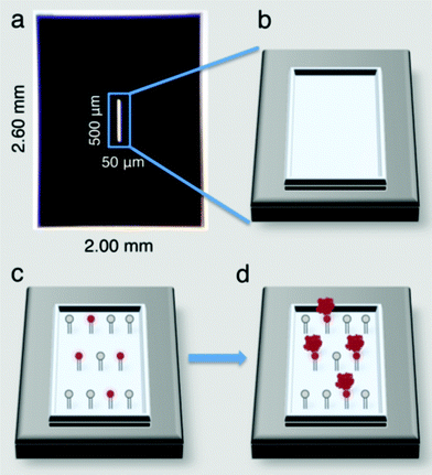 Affinity capture devices produced on commercial silicon nitride microchips (a) contain viewing windows (b) that allow an EM beam to penetrate to the specimen level. Devices can be functionalized with lipid monolayers (c) containing Ni–NTA head groups (red circles) that bind to His-tagged protein targets (red complexes) (d).