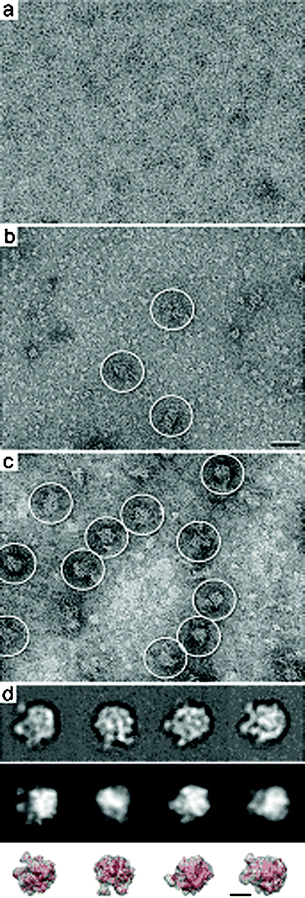 Images of negatively stained bacterial lysate samples applied affinity devices lacking Ni–NTA lipids in the monolayer (a) show no specific binding. (b) Glow-discharged, non-functionalized silicon nitride devices show an excess of randomly bound proteins while only a minimal number of complexes (white circles) can be identified. Scale bar is 50 nm. (c) Image of cell lysate applied to functionalized affinity capture devices show protein complexes consistent with the size and features of 50S ribosomes (white circles). (d) Representative averages of affinity captured specimens indicate the presence of 50S ribosomes (top panel). Class averages show a high correlation (> 0.8) with filtered projections of the 50S ribosome crystal structure (pdb code, 1ML5;11 middle panel). A comparison between the representative averages (top panel) and the filtered 3D volume and crystal structure of the 50S ribosome (red, bottom panel) indicate a high agreement in different orientations. Individual panels are 52 nm. Scale bar is 15 nm.